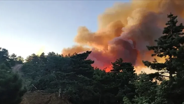 Adana İmamoğlu'nda orman yangını