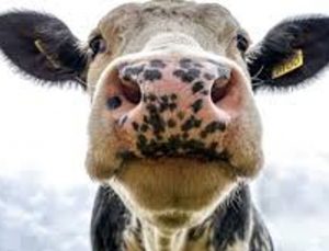 Şap hastalığına karşı aşılamada başarı: 24 ilde hayvan pazarları yeniden açıldı