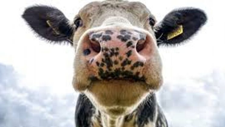 Şap hastalığına karşı aşılamada başarı: 24 ilde hayvan pazarları yeniden açıldı