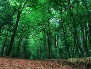 Ormanların korunması için 6 ayda 10,9 milyar lira harcandı