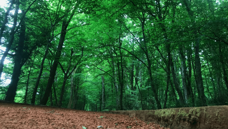 Ormanların korunması için 6 ayda 10,9 milyar lira harcandı