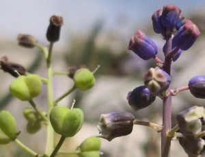 Toros Dağları’nda keşfedilen “Konya Sümbülü” bilim dünyasına tanıtıldı