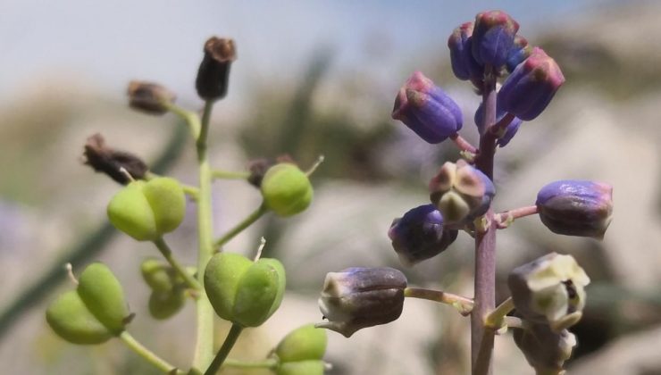 Toros Dağları’nda keşfedilen “Konya Sümbülü” bilim dünyasına tanıtıldı
