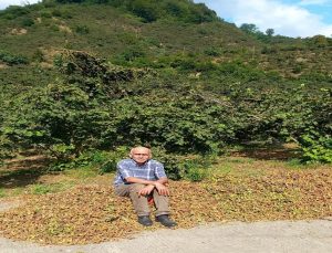 Giresun Ziraat Odası Başkanı Karan: Fındıkta rekolte düşük, fiyat 300 TL’yi görebilir