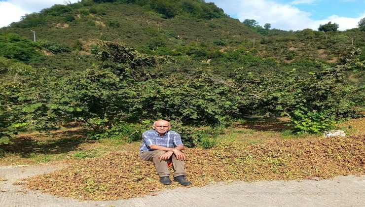 Giresun Ziraat Odası Başkanı Karan: Fındıkta rekolte düşük, fiyat 300 TL’yi görebilir