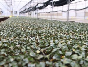 Kışlık fideler üretici ile buluşmak için gün sayıyor