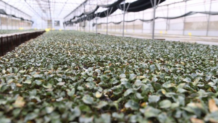 Kışlık fideler üretici ile buluşmak için gün sayıyor