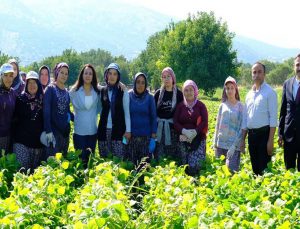 Kadın emeği tarımın lokomotifi
