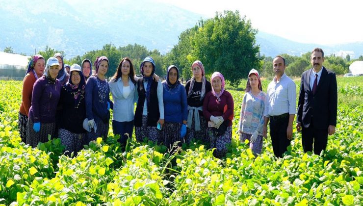 Kadın emeği tarımın lokomotifi