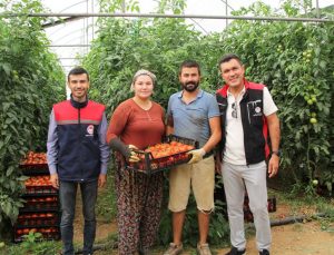 Kırmızı Bereket Atabey seralarında!