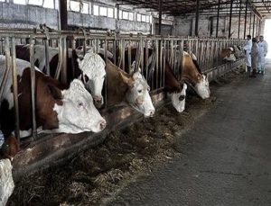 Şarkikaraağaç’ta şap alarmı