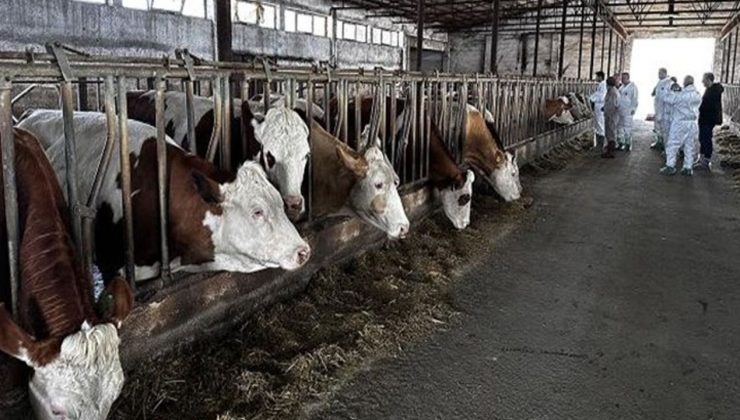 Şarkikaraağaç’ta şap alarmı