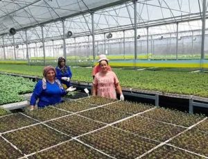 Kumluca’da yaz sıcakları altında fide üretimi: İşçiler zorlu koşullarda çalışıyor