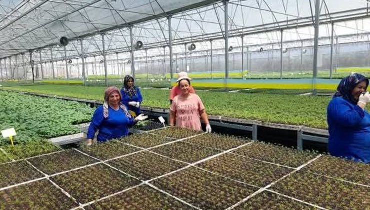 Kumluca’da yaz sıcakları altında fide üretimi: İşçiler zorlu koşullarda çalışıyor