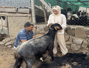 Antalya’da yörüklerin yüzyıllık geleneği yaşatılıyor: Kıl kırkımı