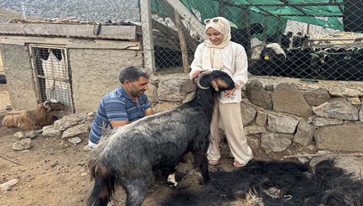 Antalya’da yörüklerin yüzyıllık geleneği yaşatılıyor: Kıl kırkımı