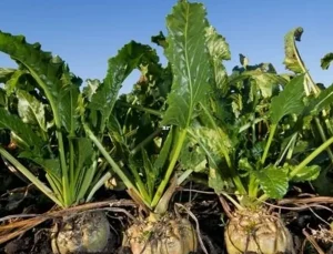 Şeker sektöründe 2025-2026 kotaları açıklandı