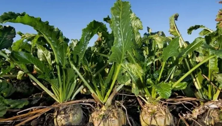 Şeker sektöründe 2025-2026 kotaları açıklandı