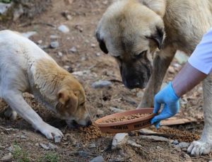 İzmir’de hayvan katliamı: 10 köpek ve 5 kedi zehirlenerek öldürüldü