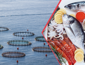 Doğu Karadeniz su ürünleri dünyaya ihraç ediliyor