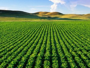 Tarımsal girdi maliyetleri yükselişte: Haziranda yıllık artış yüzde 33,9