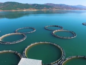 Su ürünlerinde planlı üretim kapsamı genişledi: Tür sayısı 16’ya çıktı