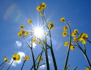 Sıcak hava geri dönüyor: Cuma günü zirve yapacak