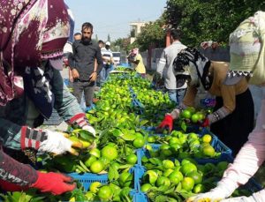 Hatay'da 'Erkenci mandalina' hasadı başladı