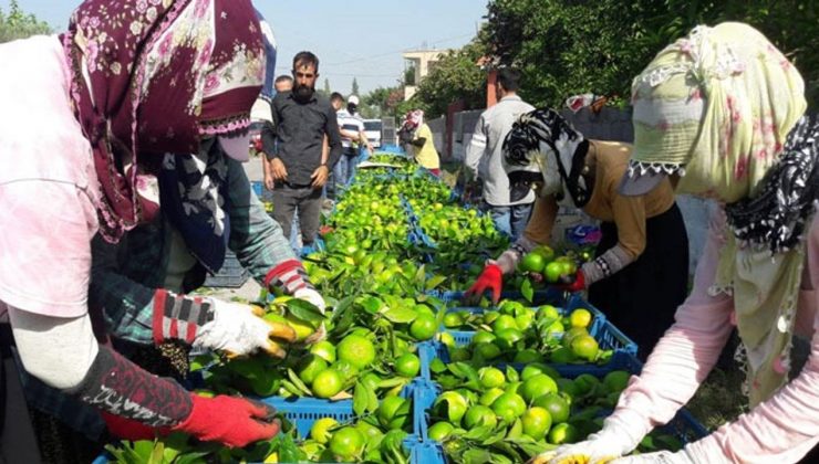 Hatay'da 'Erkenci mandalina' hasadı başladı