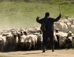 Hayvancılıkta Çalışma İzni Masada