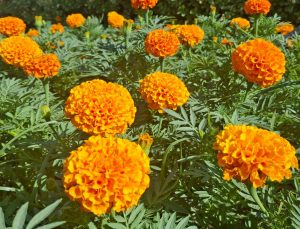 Beypazarı'nın sokakları mevsimlik çiçeklerle renklendi