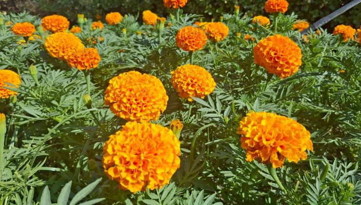 Beypazarı'nın sokakları mevsimlik çiçeklerle renklendi