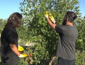 Tek ağaçla başladı, 8 dönümde Hünnap üreticisi oldu