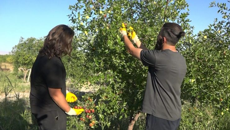 Tek ağaçla başladı, 8 dönümde Hünnap üreticisi oldu