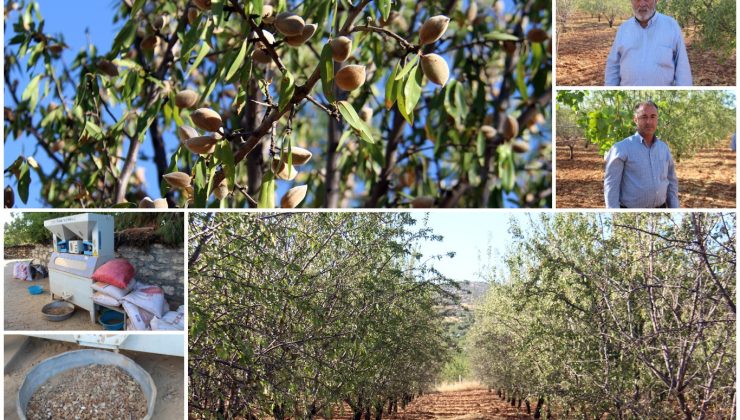 Diyarbakırlı Badem Yetiştiricileri: Teknik ve Makine Desteğine İhtiyacımız Var