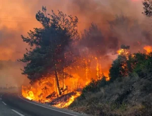 Antalya’da korkutan yangın: Zeytin ağaçları zarar gördü!