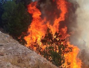 Balıkesir Sındırgı’da orman tangını: Ekipler seferber oldu
