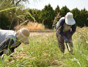 Balıkesir Büyükşehir Belediyesi, tarımı yerel tohumlarla gelecek nesillere aktarıyor