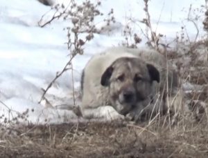 Adıyaman’da sahipsiz köpek saldırısına uğrayan çocuk yaralandı