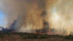 Orman yangınları Türkiye’de 4 milyon ton karbondioksit salınımına yol açtı