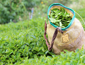 Bakanlık uyardı: Çayda gıda boyası, et ürünlerinde sakatat tespit edildi
