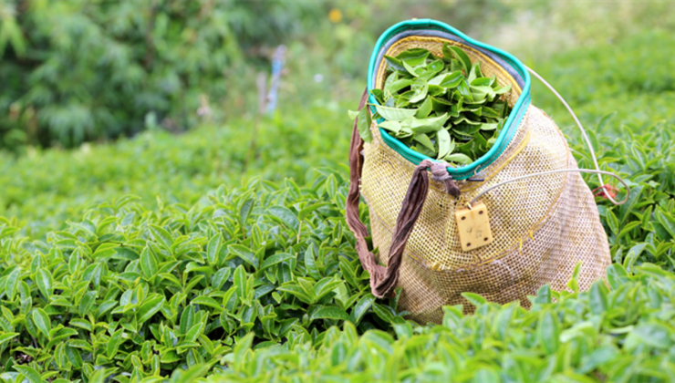 Çaydan zeytinyağına kadar hileli ürünler ortaya çıktı: Bakanlık ifşa etti