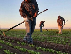 Zirai dondan zarar gören çiftçilere devlet desteği geliyor