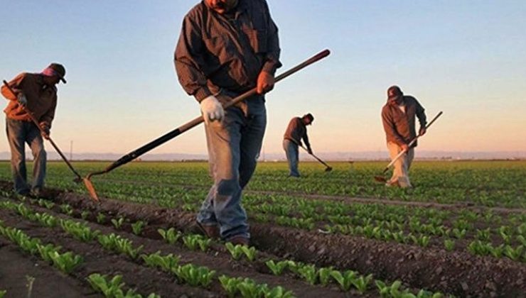 Zirai dondan zarar gören çiftçilere devlet desteği geliyor