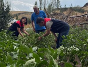 Kars’ta sebze fidesi dağıtımı projesi meyvelerini veriyor: Hasat tamamlandı
