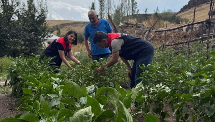 Kars’ta sebze fidesi dağıtımı projesi meyvelerini veriyor: Hasat tamamlandı