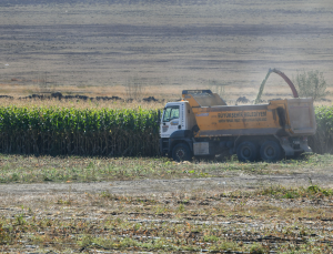 Bakap’ta silajlık mısır hasadı başladı