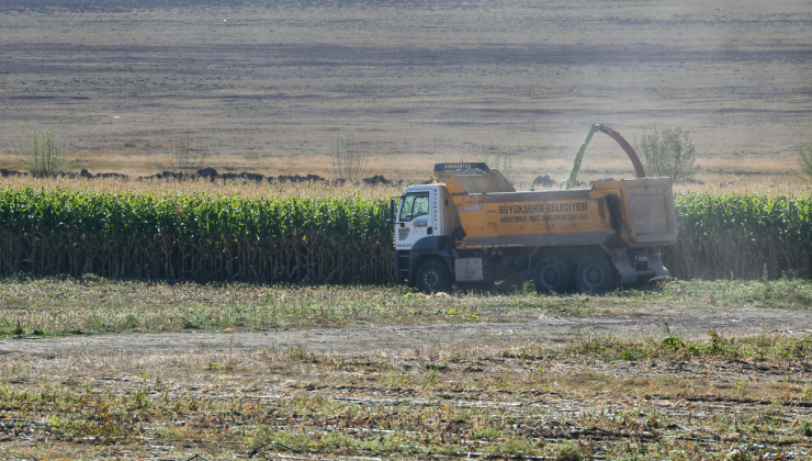 Bakap’ta silajlık mısır hasadı başladı