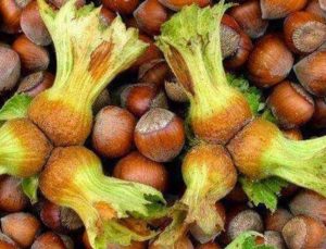 Fındık Fiyatı Psikolojik Eşiği Aştı