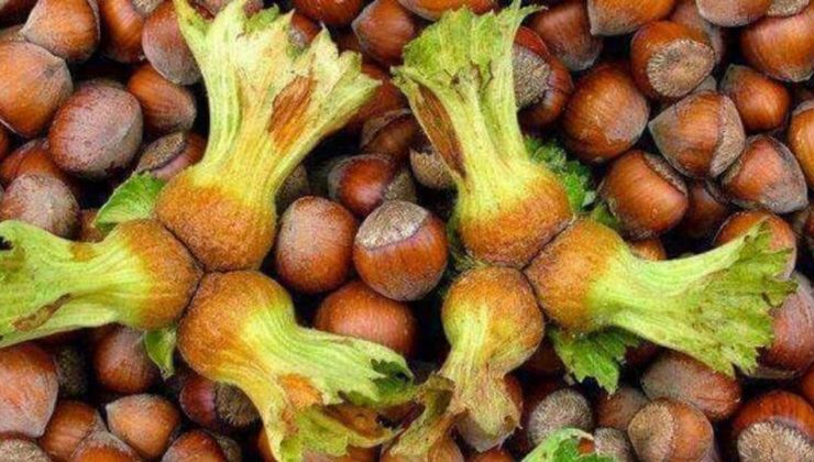 Fındık Fiyatı Psikolojik Eşik Olan 300 Lirayı Geçti